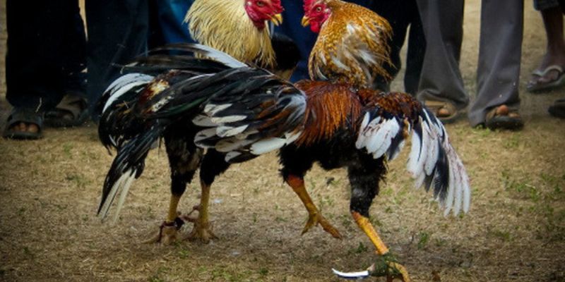 Những kinh nghiệm soi kèo đá gà cựa sắt hiệu quả nhất