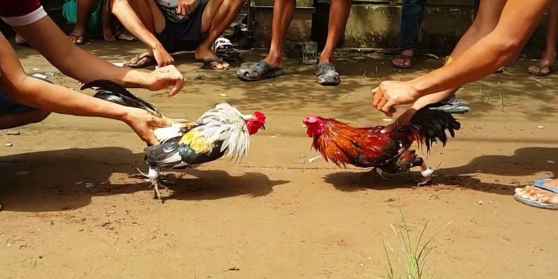 Sai lầm thường gặp khi soi kèo đá gà cựa sắt